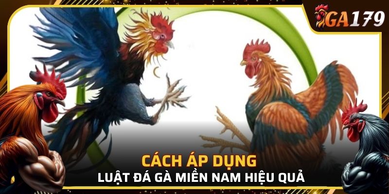 Cách áp dụng luật đá gà miền Nam hiệu quả