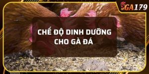 chế độ dinh dưỡng cho gà đá