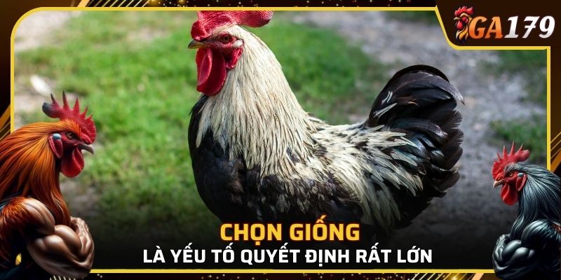 Chọn giống là yếu tố quyết định rất lớn đến sự thành bại của quá trình nuôi