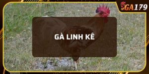 gà linh kê