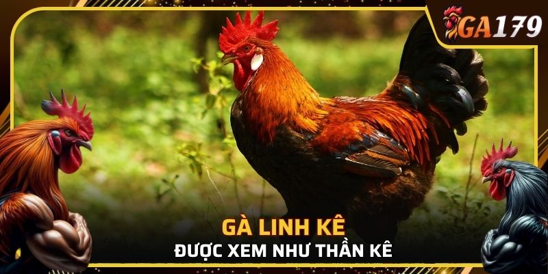 Gà linh kê thường được xem như “thần kê” trong giới người chơi