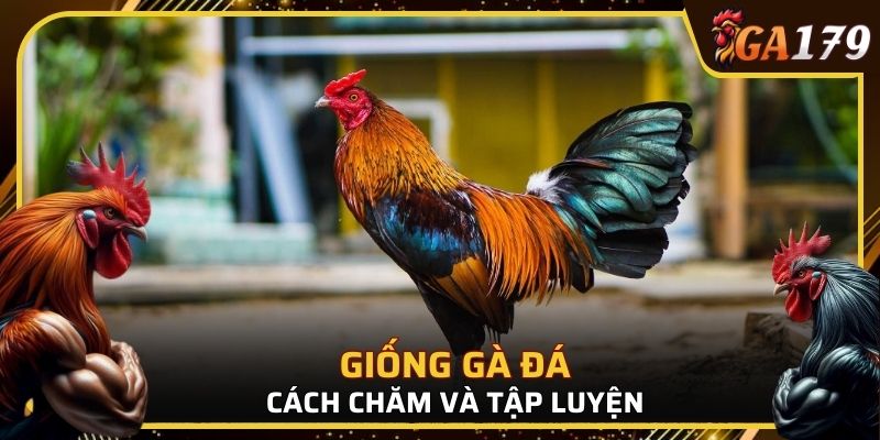 Hướng dẫn chăm sóc giống gà đá