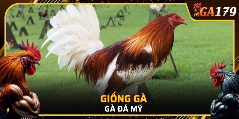 Giống gà đá Mỹ