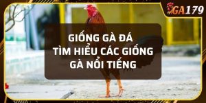 giống gà đá