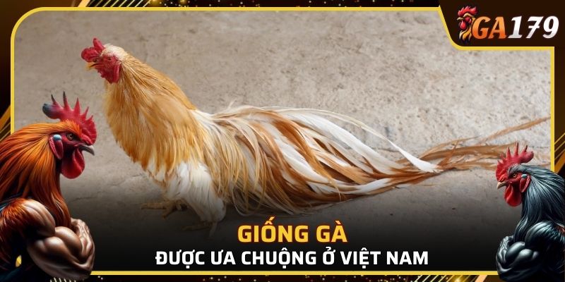 Một số giống gà được ưa chuộng