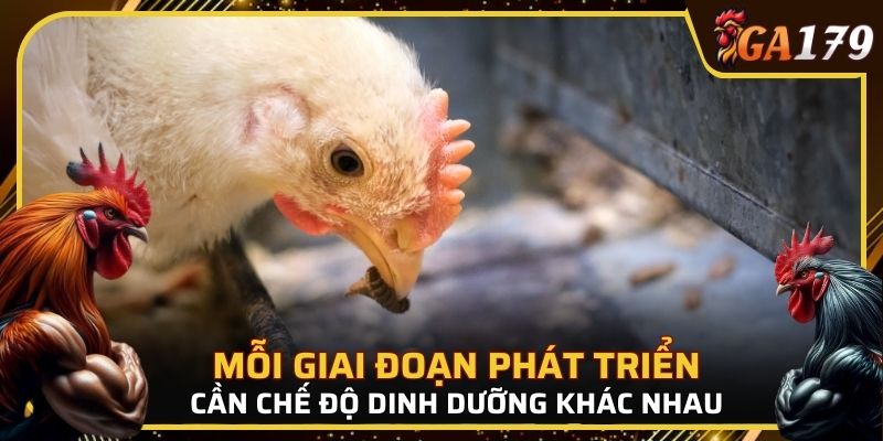 Mỗi giai đoạn phát triển cần một chế độ dinh dưỡng cho gà đá khác nhau