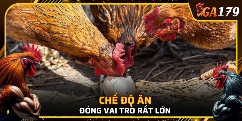 Một kinh nghiệm nuôi gà đá tiếp theo đó là chế độ ăn đóng vai trò rất lớn