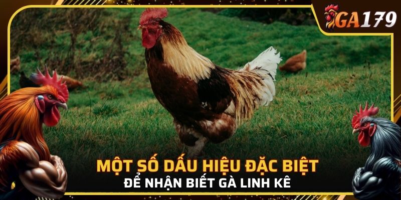 Một số dấu hiệu đặc biệt để nhận biết gà linh kê