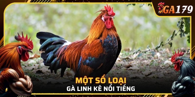 Một số loại gà linh kê nổi tiếng