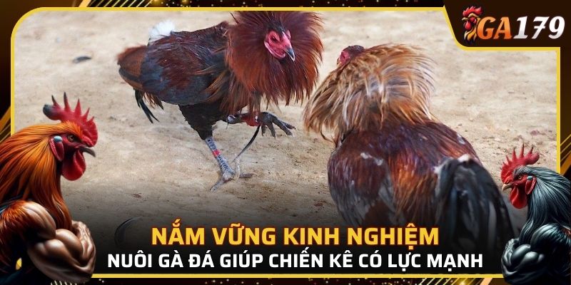 Nắm vững kinh nghiệm nuôi gà đá giúp chiến kê có lực mạnh