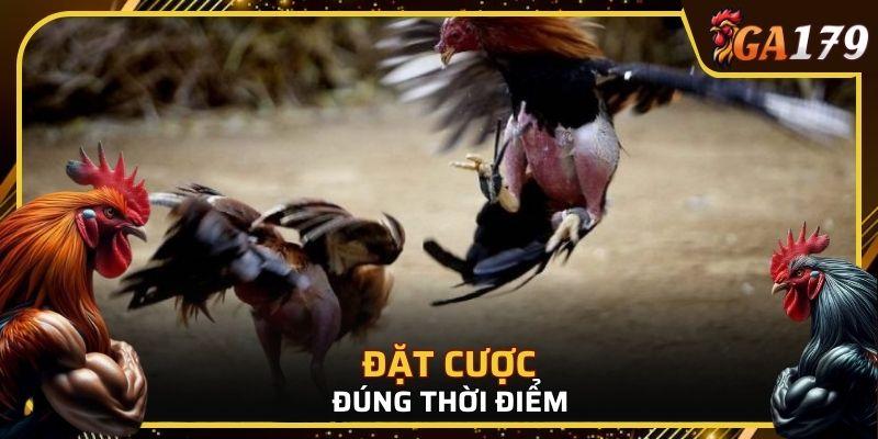 Nhìn nhận dựa trên thực tế khi tiến hành đặt cược đá gà trực tuyến