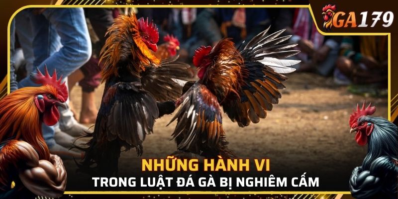 Những hành vi trong luật đá gà miền Bắc bị nghiêm cấm