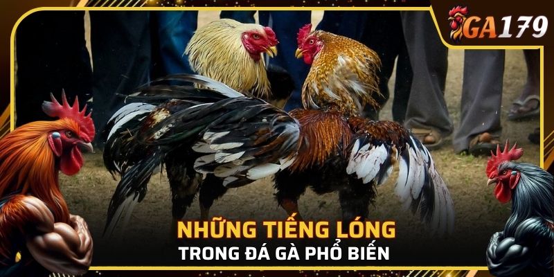 Những tiếng lóng trong đá gà phổ biến