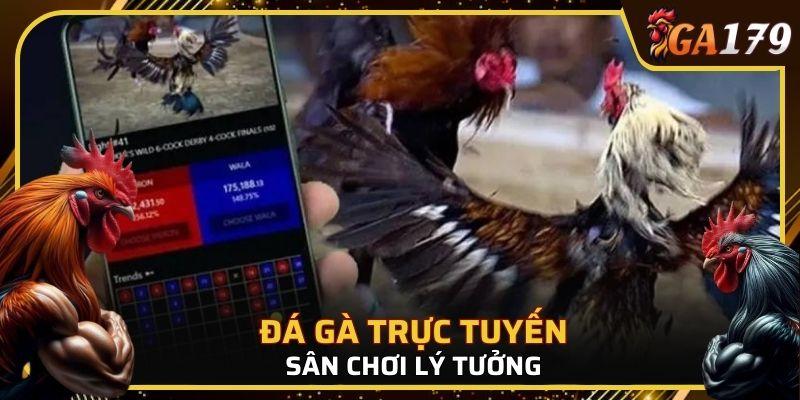 Đa dạng trận đấu với nhiều giống gà chất lượng hàng đầu