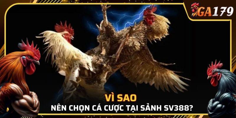 Đá gà trực tuyến đang ngày càng trở thành sân chơi hấp dẫn