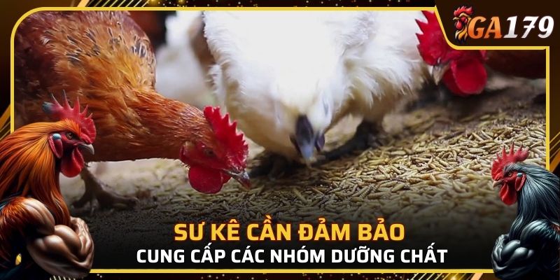 Sư kê cần đảm bảo cung cấp đầy đủ các nhóm dưỡng chất thiết yếu