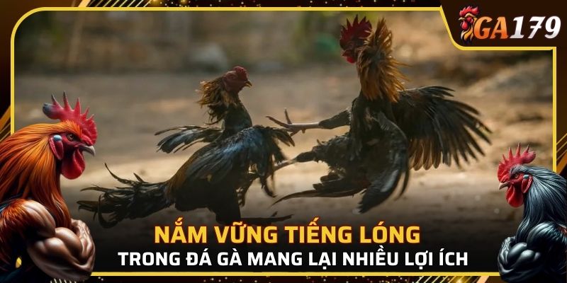 Việc nắm vững hệ thống tiếng lóng trong đá gà mang lại nhiều lợi ích