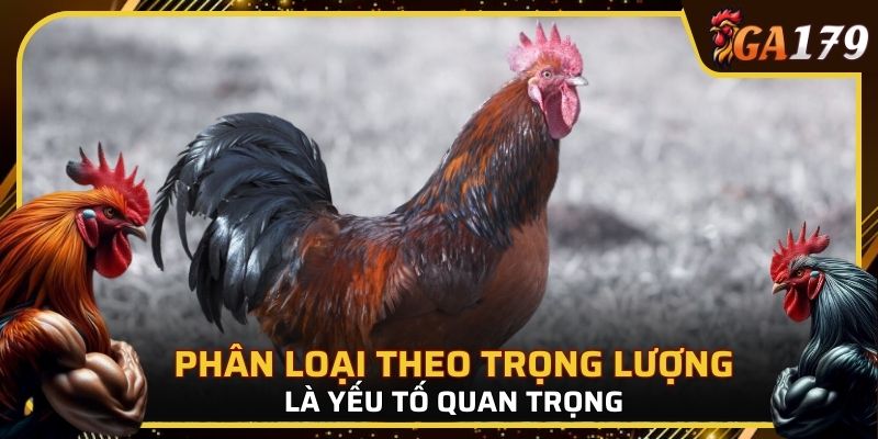 Việc phân loại theo trọng lượng là yếu tố quan trọng để đảm bảo tính công bằng